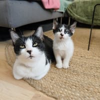 Félice, chatte à adopter