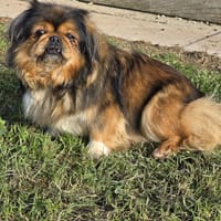 Liloo, chienne à adopter