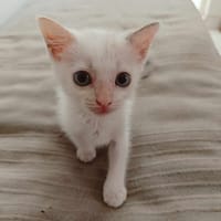 Lily Rose, la petite plume, chatte à adopter