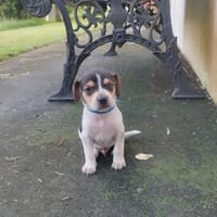 Vaillant, la boule de poils, chien à adopter