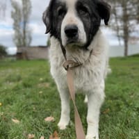 Apache, chien à adopter