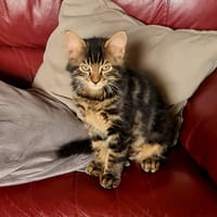 ATOUTCOEUR, chat à adopter