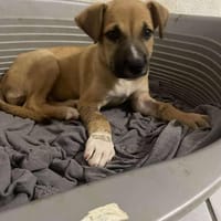 Wendy le magnifique, chien à adopter