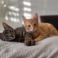 TOM ET SAWYER, chat à adopter
