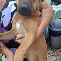 Ava, femelle, croisée berger, née le 25/04/2025, chienne à adopter