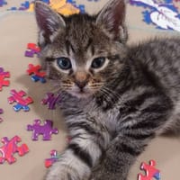 ELLIOT, chat à adopter