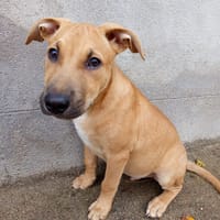 Néwis, mâle croisé berger, né le 15/06/2025 🐶, chien à adopter