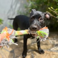 Rose, femelle croisée créole, née le 25/06/2025 🐶, chienne à adopter