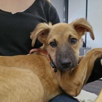 Ginger, femelle X berger née le 15/07/2025, chienne à adopter