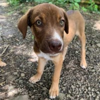 POPPY, chien à adopter