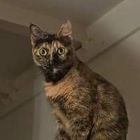 SPHINXY, chat femelle européen, chatte à adopter