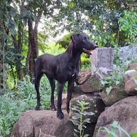 USLA, chienne à adopter