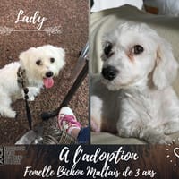 Lady, chienne à adopter