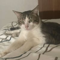 DIDIER, chat à adopter