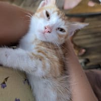 SIMAO, chaton mâle type européen, chat à adopter