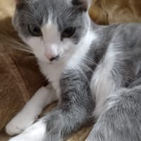 BAILARINA, {género}