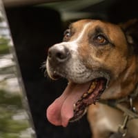 Scooby, pies do adopcji