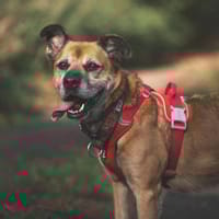 Majki, pies do adopcji