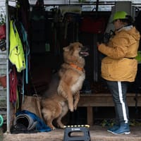 Kaito, pies do adopcji