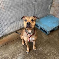 Rubi, suczka do adopcji