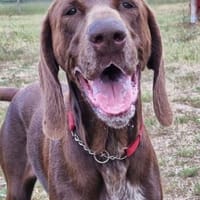 Gracie, Hündin zur Adoption