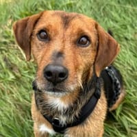 Blöki muss endlich ankommen!, Hund zur Adoption