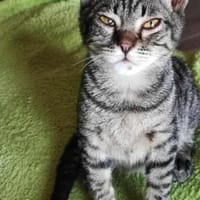 Kleiner Bandit sucht sein Zuhause, Kater zur Adoption