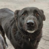 Raven - unkomplizierter Seniorenhund, Hund zur Adoption