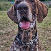 Grando, Hund zur Adoption