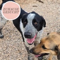 Liebevoller BOBI sucht Zuhause ❤, Hund zur Adoption