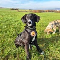 Stitch sucht ein tolles Zuhause, Hund zur Adoption