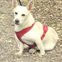 Minimann Kai sucht neues Zuhause!, Hund zur Adoption