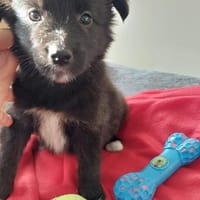 💕Willow💕 sucht ihre Familie 💗🐾, Hündin zur Adoption