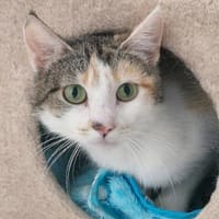 Ginger, Katze zur Adoption