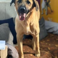 Krümel - eine liebevolle Seele, Hund zur Adoption