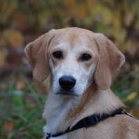 Wunderbares Zuhause für Zack gesucht, Hund zur Adoption