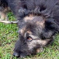 Danile - zutrauliche Wuschelhündin, Hündin zur Adoption