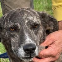 Mila - zutrauliche Hündin, Hündin zur Adoption