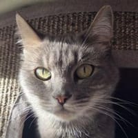 HAZY-wunderschöne, freundliche Katze, Katze zur Adoption