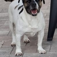 Mona sucht ein Zuhause Vermittlungshilfe, Hündin zur Adoption