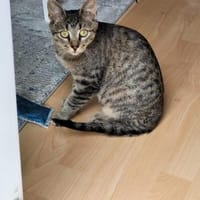 Kater Akari sucht sein Zuhause, Kater zur Adoption