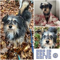 EEFJE -menschenbezogen, offen & sanft-, Hündin zur Adoption