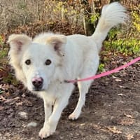 Knut sucht seinen Deckel/ in 82284, Hund zur Adoption
