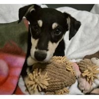 Minouh - wartet in 74535 Mainhardt, Hündin zur Adoption