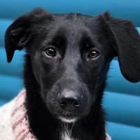 ROSA-ein echter Sonnenschein auf 4Pfoten, Hündin zur Adoption