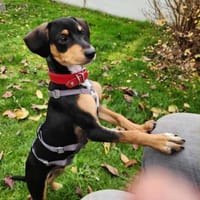 Fröhlicher Muri in Lengede/Niedersachsen, Hund zur Adoption