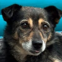 RENI-hübsche Hündin, 39 cm, Hündin zur Adoption