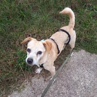 Bocceli sucht ein herzliches Zuhause, Hündin zur Adoption