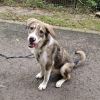 Nikon sucht sein Zuhause, Hund zur Adoption