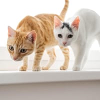 Willow & Jara suchen DICH!, Katze zur Adoption